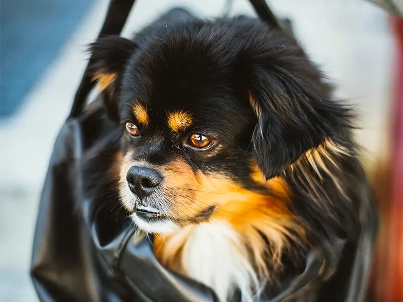 Is Temporary Hair Color Spray Safe for Dogs?|Essential Tips